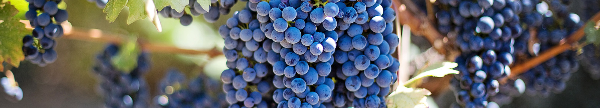 Patenschaft für Rebstock in Gau Bickelheim, Rheinhessen
