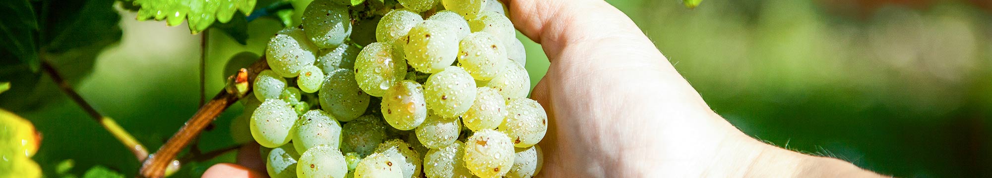 Weingut Marco Pfennig